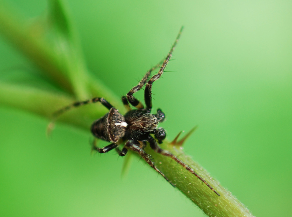 Gibbaranea sp.